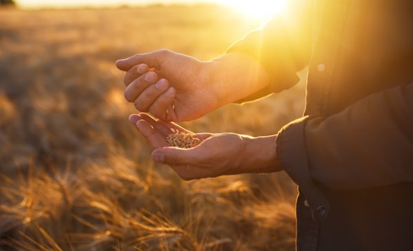 Consejos clave para potenciar el rendimiento y calidad del cultivo de trigo