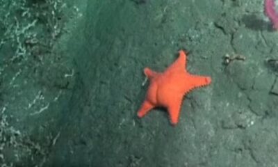 Estados Unidos y Francia se ríen de la curiosa pelea entre libertarios y la estrella de mar culona.