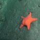 Estados Unidos y Francia se ríen de la curiosa pelea entre libertarios y la estrella de mar culona.
