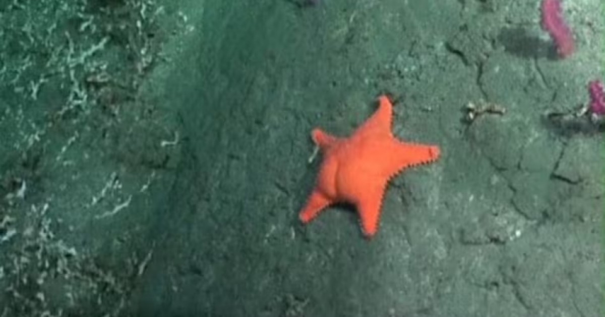 Estados Unidos y Francia se ríen de la curiosa pelea entre libertarios y la estrella de mar culona.
