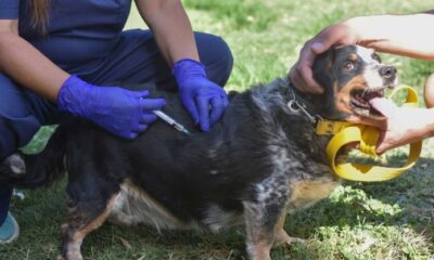 Gran iniciativa en Bahía Blanca: atención veterinaria gratuita con vacunación antirrábica y castración.