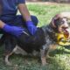 Gran iniciativa en Bahía Blanca: atención veterinaria gratuita con vacunación antirrábica y castración.