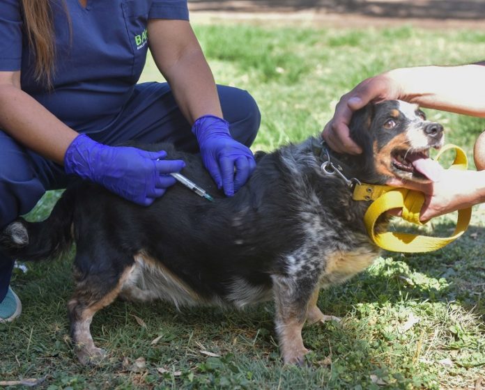 Gran iniciativa en Bahía Blanca: atención veterinaria gratuita con vacunación antirrábica y castración.